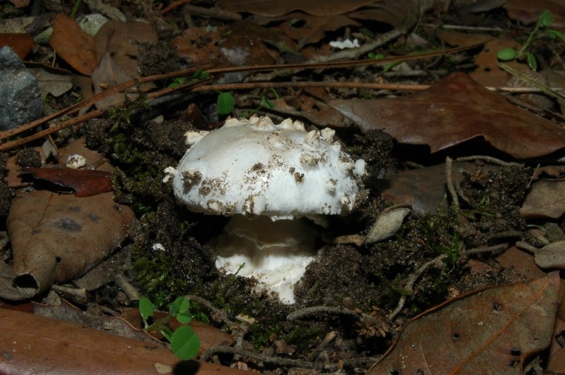 Il mondo dei funghi a Ostia